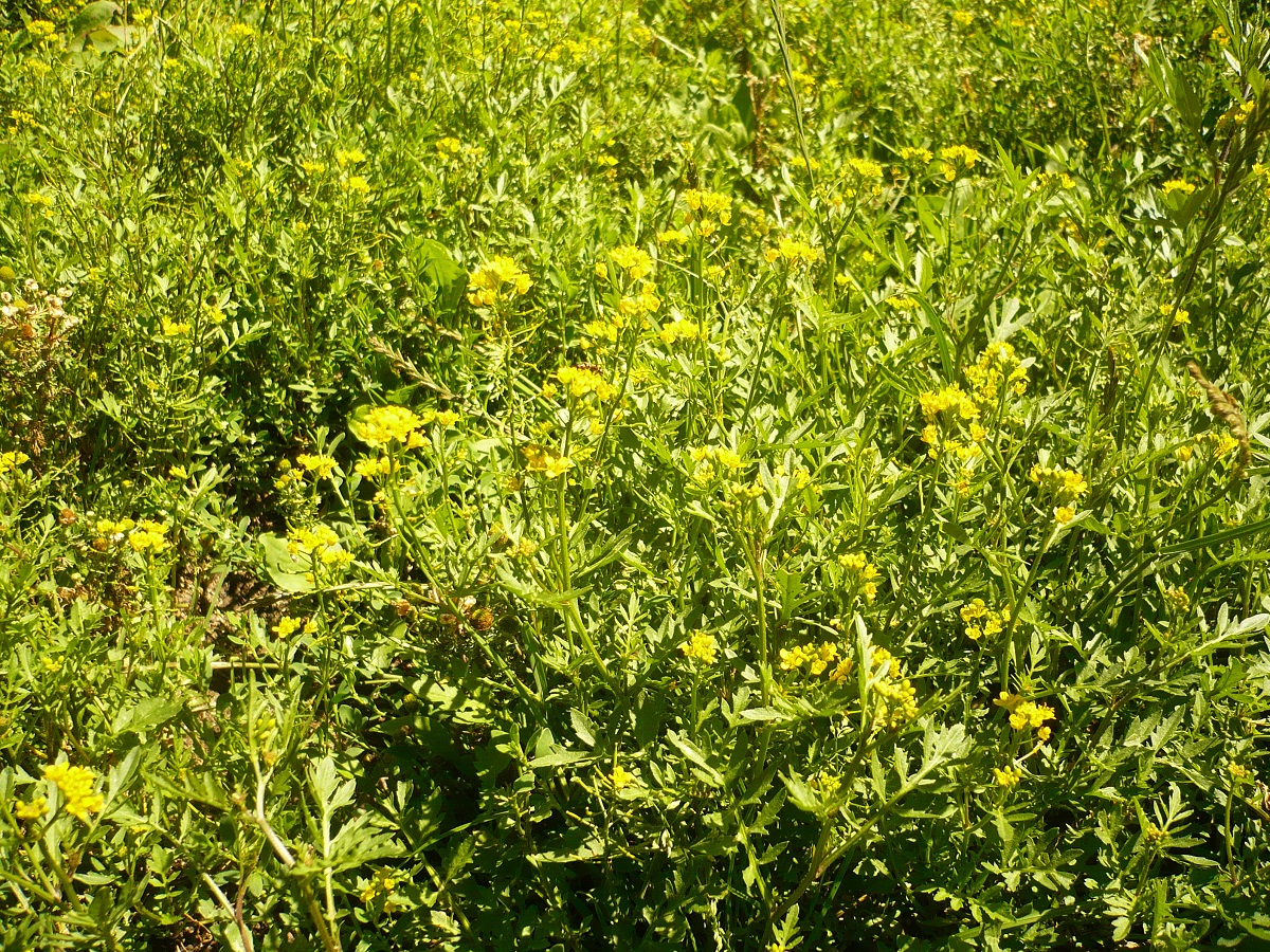 Rorippa sylvestris (Brassicaceae)